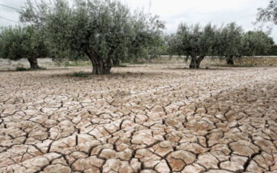 The Impact of Climate Change on Olive Oil Production: The OliveCulture Project in Pakistan