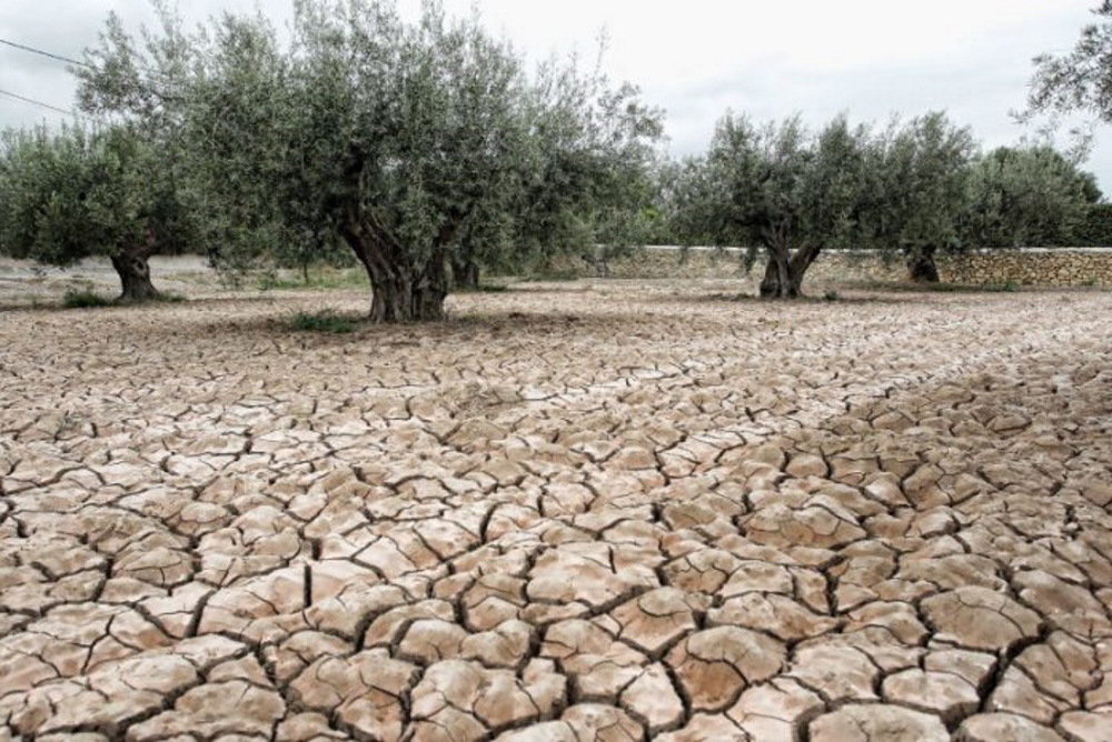 The Impact of Climate Change on Olive Oil Production: The OliveCulture Project in Pakistan