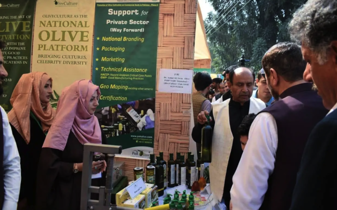 Festivals and Conferences Build Momentum for Pakistani Olive Oil Sector